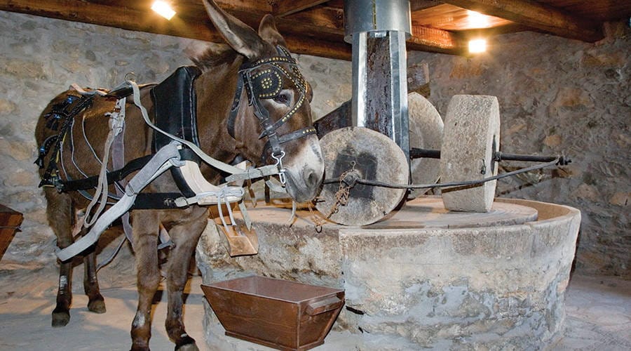 traditionelle olivenolmuhle mit tieren