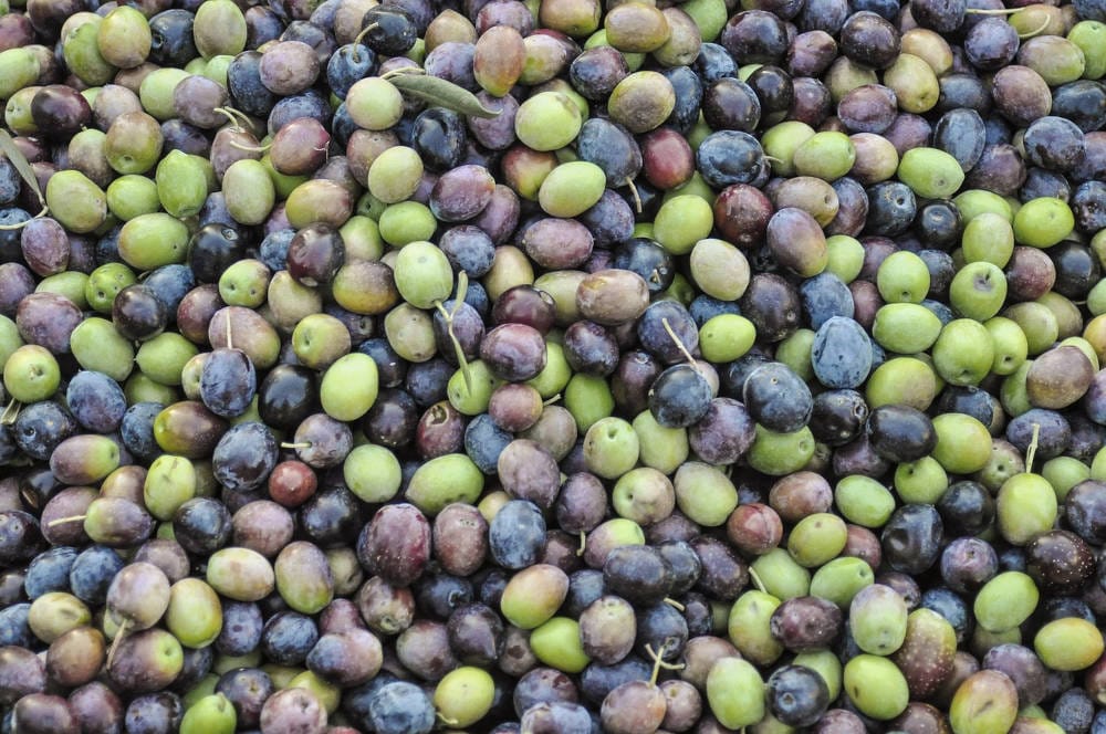 olive fruit