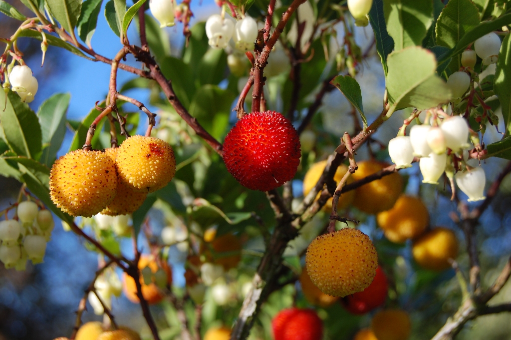 Arbutus rauwe honing