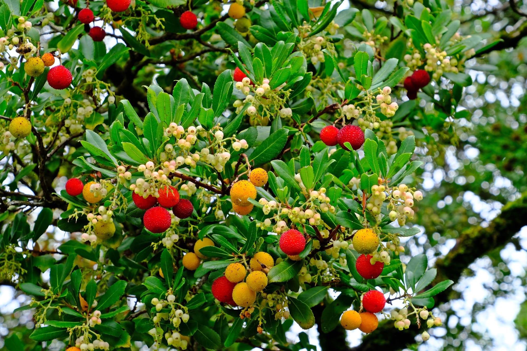 Arbutus rauwe honing